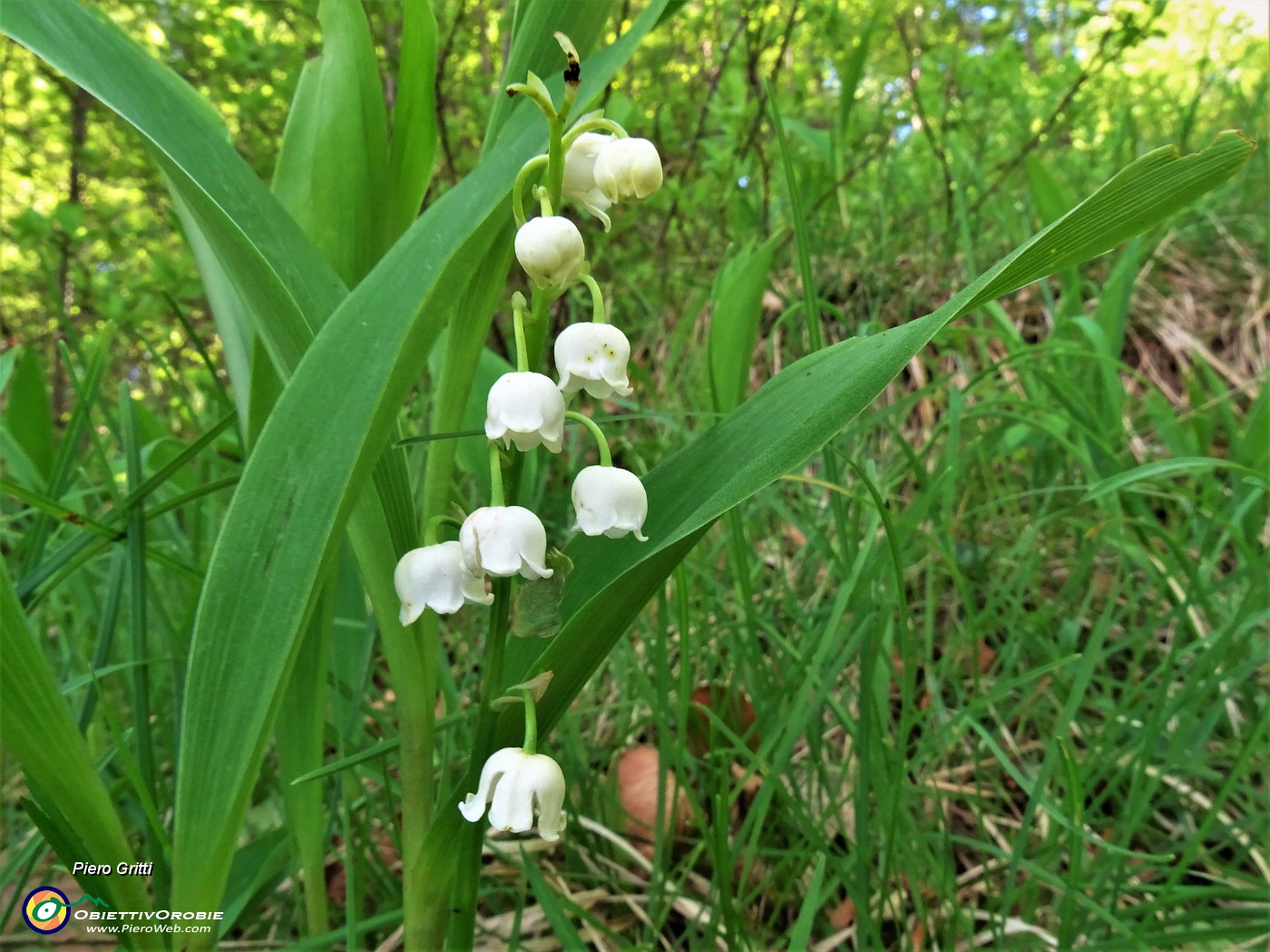 18 Convallaria maialis (Mughetto).JPG